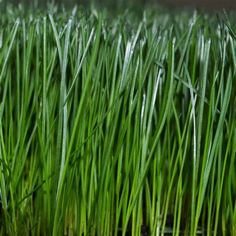 Selecting A Cool Season Grass • Greenview