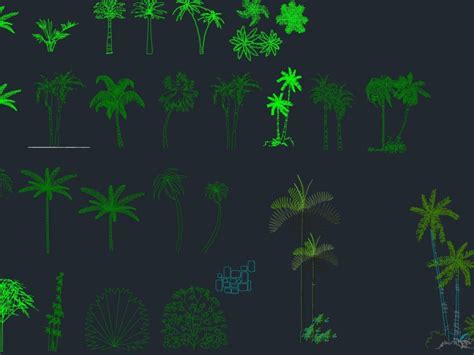 Library of free cad blocks. Palm Tree Cad Block 2D DWG Elevation for AutoCAD • Designs CAD