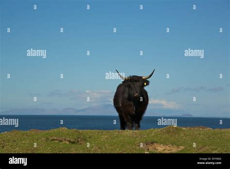 Black Highland Cow Overlooking Sea On Isle Of Mull Scottish Islands Scotland Uk Stock Photo