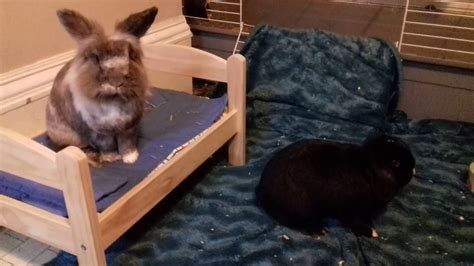 More images for best beds for rabbits » The new rabbit bed - YouTube