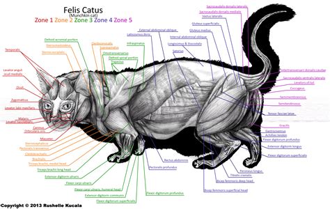 Hl 6930 cat 5 wiring t568a or t568b including t568b jack. Munchkin Cat Muscle Anatomy by TheDragonofDoom on DeviantArt
