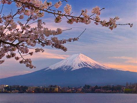 Cherry Blossoms Mount Fuji And Kawaguchi Lake 1600 X 1200 Spring