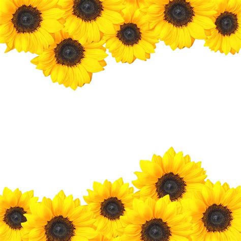 Sunflower Border Design Sunflower Border Design  Sunflower Images
