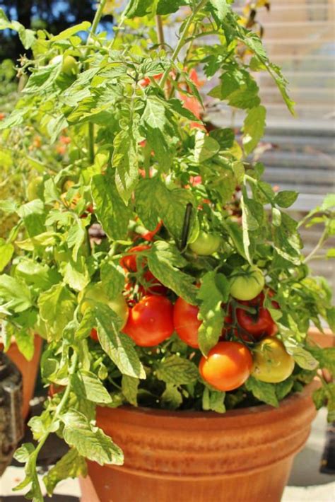 The Best Tomato Varieties To Grow In Containers