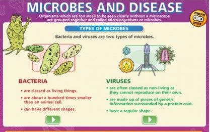 Pathological elements on the skin and mucous membranes, different from normal skin. Harmful Microorganisms - Types and Harmful Effects on Human Body