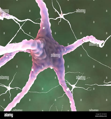 Células Neuronales Fotografías E Imágenes De Alta Resolución Alamy