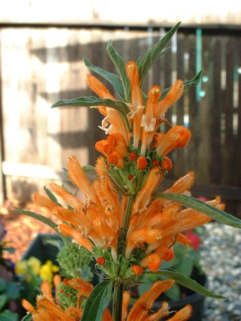 Plantfiles Pictures Leonotis Species Lions Ear Lions Tail Wild