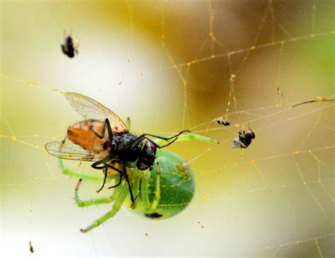 Caught In The Web How Spiders Eat Their Prey The Ark In Space