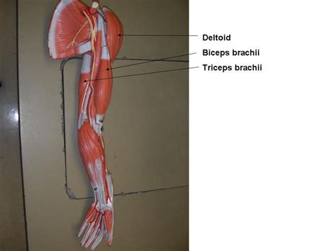 Muscles in the body diagram. Chest and Arm Muscles Labeled Models - Biceps brachii ...