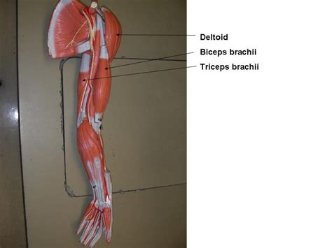 This webpage presents the anatomical structures found on thigh mri. Chest and Arm Muscles Labeled Models - Biceps brachii ...