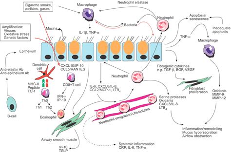 Multifaceted Mechanisms In Copd Inflammation Immunity And Tissue