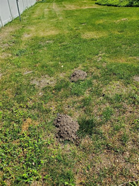 Any Idea What Is Digging Up My Lawn Landscaping
