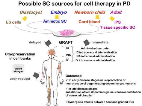 1980 2011 Parkinsons Disease And Advance In Stem Cell Research