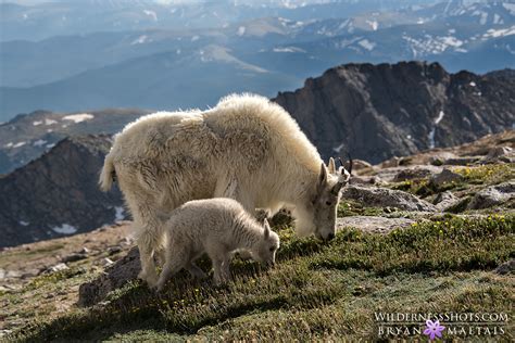 Colorado Rocky Mountain Wildlife Photography Bryan Maltais