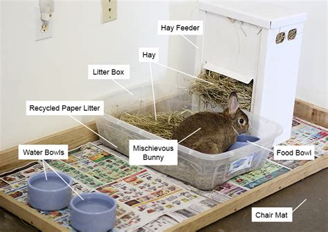 Preparing For Your First House Rabbit My House Rabbit