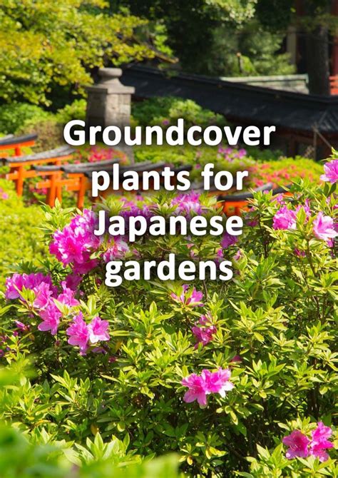 10 Groundcover Plants For Japanese Gardens In 2023 Japanese Garden Landscape Japanese Garden