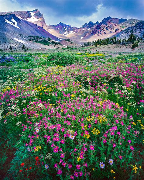 Bend Oregon Wildflower Photos Mike Putnam Photography