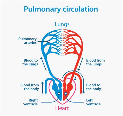 The media, a layer of muscle that lets arteries. Pulmonary Circulation Diagram - Pulmonary Circulation Simple Diagram, HD Png Download ...
