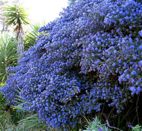 Try our grass seeds, royal flush mix sunflower seeds or mixed tiger flower bulbs to add variety and texture to your lawn or garden. Image result for Ceanothus | Plants, California lilac ...
