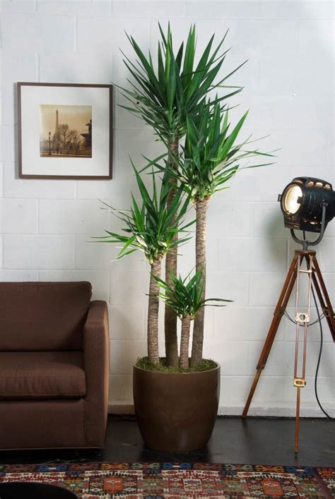 How To Care For A Yucca Cane Plant Indoors