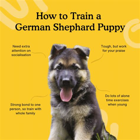 How To Kennel Train A German Shepherd Puppy