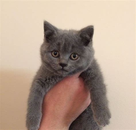 British Shorthair Cats For Sale Lake Mary Fl 195818