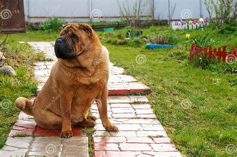 Sharpei Dog Walks In The Country Stock Image Image Of Purebred Booty