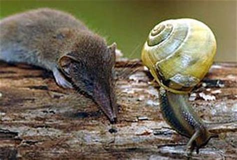 The Etruscan Shrew - Paperblog