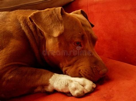 Rednose Pitbull Resting Stock Photos Free And Royalty Free Stock Photos