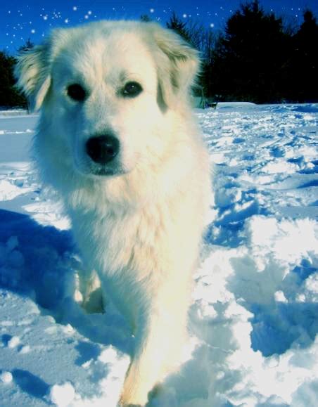 Great Pyrenees In The Snow2 By Tkdshadow On Deviantart