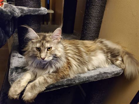 I have a 9 month old male/neutered kitten i adopted from the spca at 8 weeks old named george. he is a very unique guy (aren't they all this is actually a very very common problem for people that have one kitten/young cat or have a kitten and another cat that wants nothing to do with the new kitten. 9 month old Xena relaxing on her new tree : cats