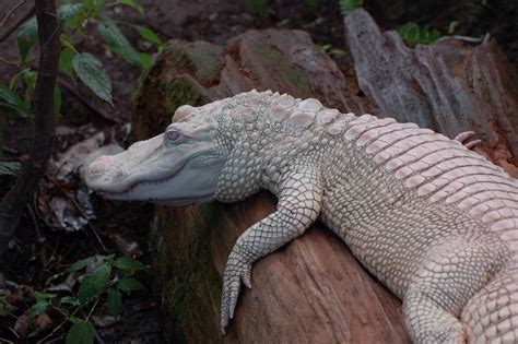 This Ghostly Alligator Albino Animals Albino Crocodile Beautiful