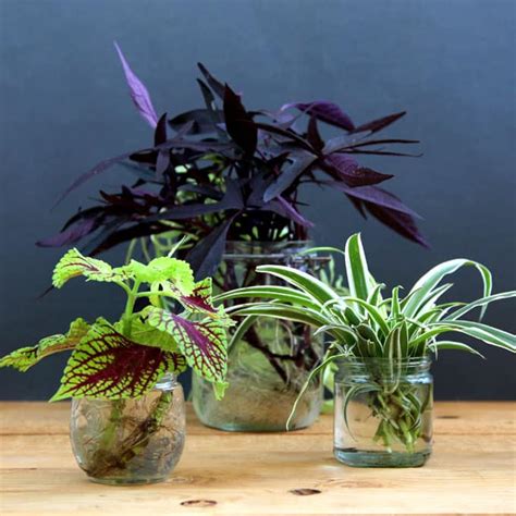 Grow Beautiful Indoor Plants In Water A Piece Of Rainbow