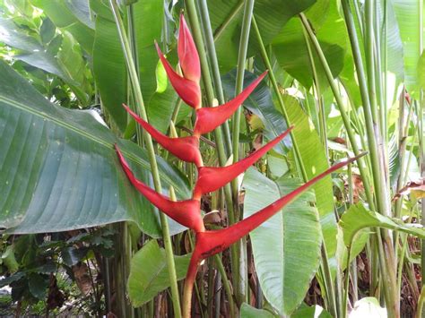 Heliconia Bihai X Caribaea Hot Rio Nites Suncoast Tropicals