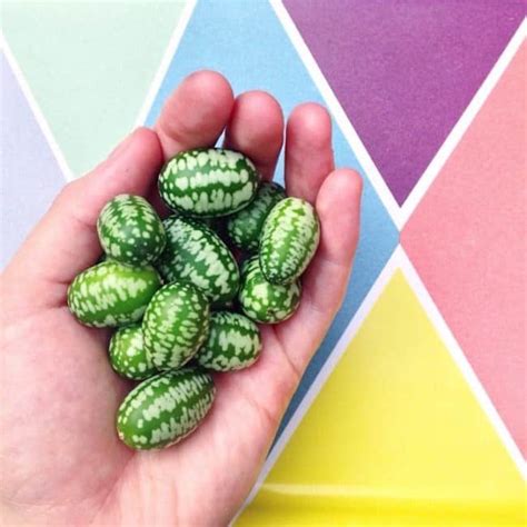 How to sort between fruit vs. This Bizarre Fruit Looks Like A Tiny Watermelon And Tastes ...