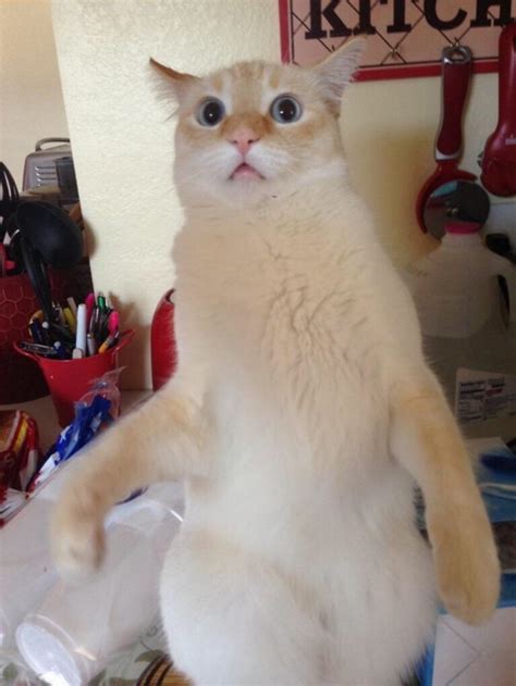 20 Hilarious Photos Of Cats That Will Make You Laugh Way More Than You