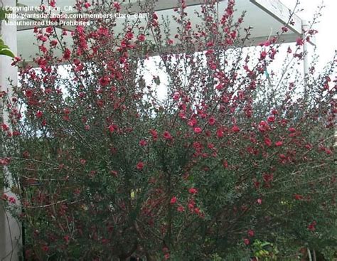We did not find results for: PlantFiles Pictures: New Zealand Tea Tree, New Zealand Tea ...