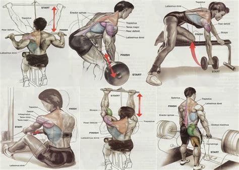 Back Muscle Exercise Chart 10 Sets Of 10 Reps Workout Program For
