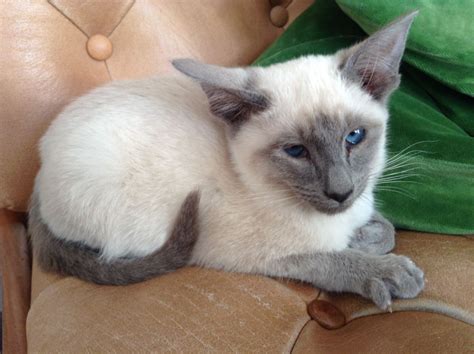 Siamese Kitten Sold London East London Pets4homes