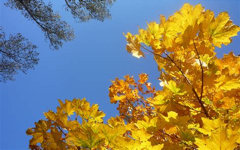Autumn Leaves Windows 7 Desktop Backgrounds