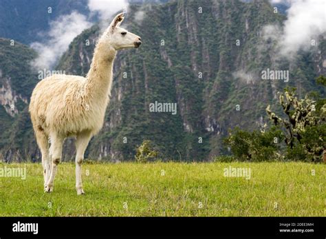 Side View Of Llama At Machu Picchu Peru Stock Photo Alamy