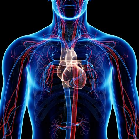 El Sistema Circulatorio Y El Corazón