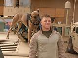 Pictures of Military Service Animals
