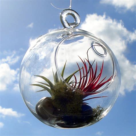 Globe Air Plant Hanging Terrarium Clear Glass Orb Kit With Etsy