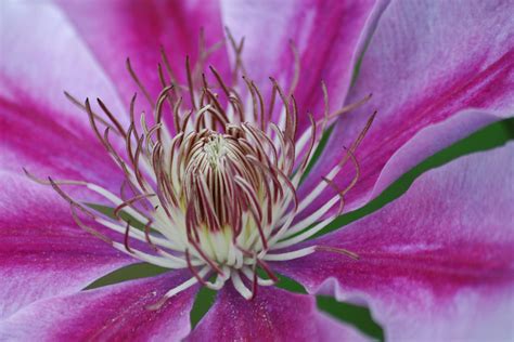 Free Images Nature Blossom Purple Petal Bloom Botany Climber