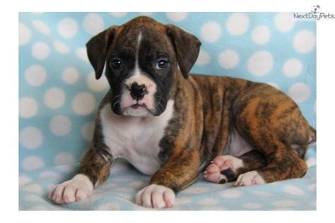 Find boxer puppies for sale with pictures from reputable boxer breeders. Boxer puppy for sale near Lancaster, Pennsylvania | da55f97d-c671