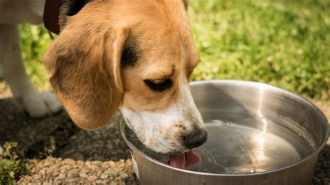 How Much Water Should A Dog Drink Dog Water Intake Explained Story