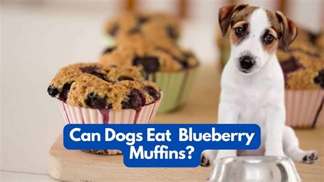 Can Dogs Eat Blueberry Muffins The Surprising Truth Revealed Pet Guides