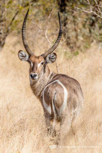 Mejores 18 Imágenes De Animales Con Cuernos En Pinterest Animales