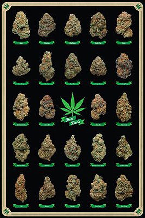 Poster Cannabis Best Buds Les différentes sortes de Marijuana - Posters